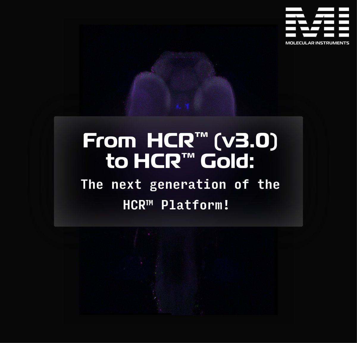 Molecular Instruments tweet media