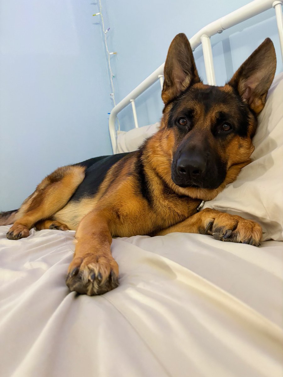 PeachSkinSheets tweet media