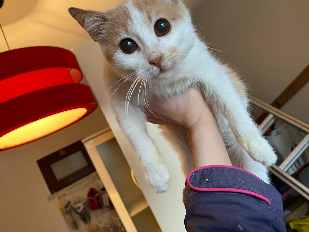 Gözleri görmüyor🤧 6 aylık oldu. Yuva arıyoruz. İletişim 507 342 59 51
#satinalmasahiplen #körkedi #yuvaarıyoruz