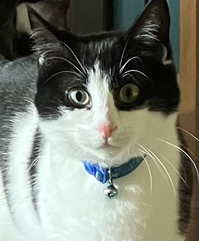 One of the AdvoCATS HQ mogs has this exact same facial expression…judge for yourself 🤣🤣