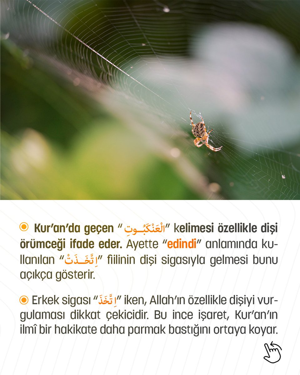 🕸 “Allah'tan başka dostlar edinenlerin misali, kendisine ev edinen dişi örümceğin misaline benzer. Gerçek şu ki, evlerin en çürüğü dişi örümceğin evidir. Keşke bilselerdi!” (Ankebût, 41)
