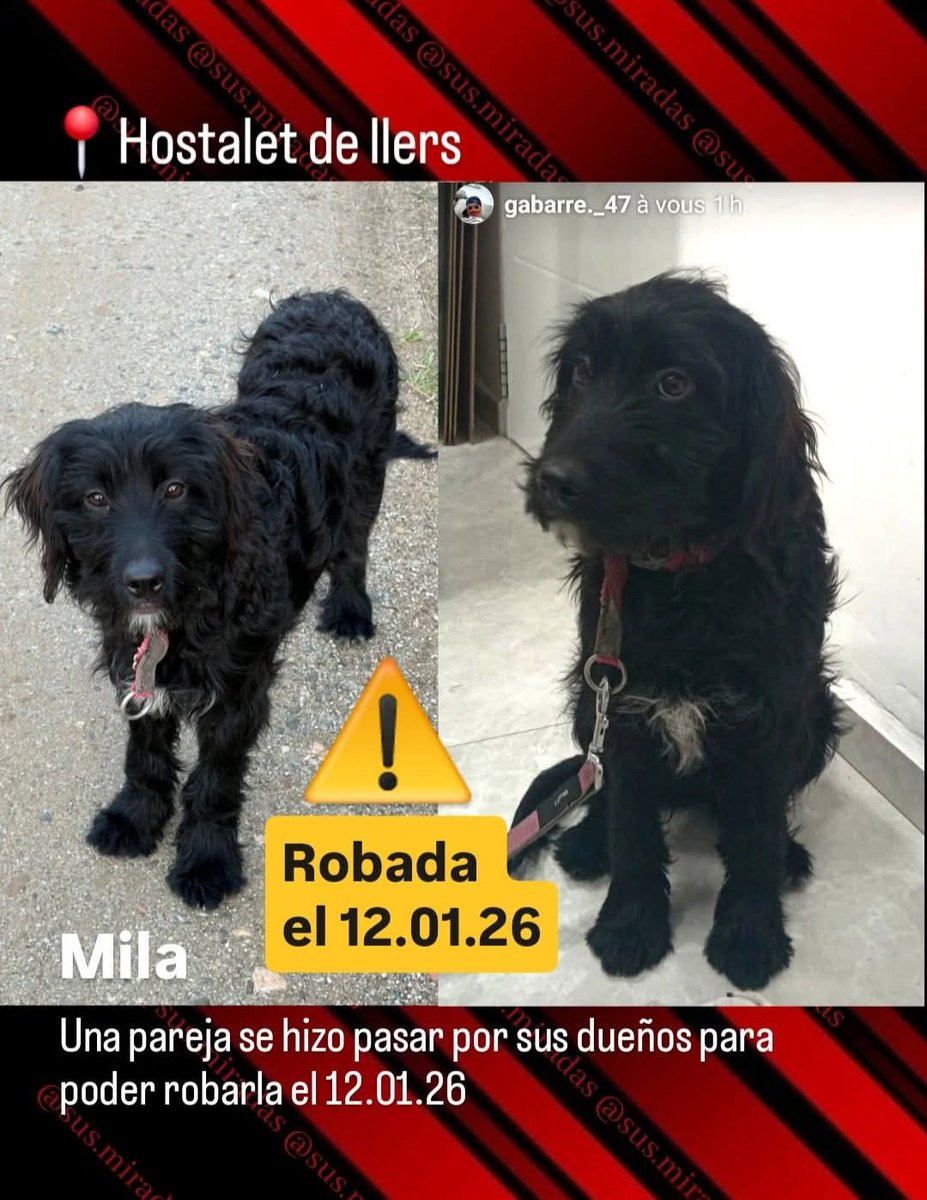 🆘 SECUESTRADA🆘
MILA encontrada perdida en Hostalet de Llers #Girona. Dos ingleses se la llevaron afirmando que era suya.
Luego apareció el verdadero dueño, se le había escapado
Si tienes alguna pista contacta
📞 675 379 448
Máxima difusión.
📣📣📣
#xarxagironaperduts
#FemXarxa
