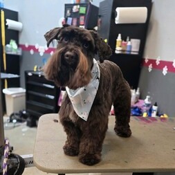 FurtasticPet's tweet image. Look at this handsome schnauzer, rocking that classic beard and brows after a fresh groom!  #lakewoodpetgrooming #doggrooming #doggyspa #cutedogs #brows #beard lakewoodpetgrooming.com