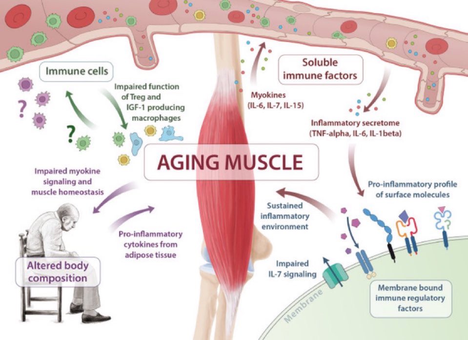 Central role of skeletal muscle ageing in the pathogenesis of sarcopenia

Potential pathways👇
✅insufficient myokine signalling (IL-6, 7, 15)
✅altered immune factors (pro-inflammatory profile)
✅impaired immune cell function
✅altered body composition

sciencedirect.com/science/articl…