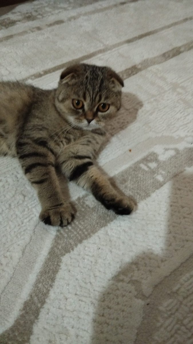 birdeevindelisi's tweet photo. 9 aylık dişi
Hikayesi bir çok kedinin terk edilme bahanesi ile aynı. Evde baktıkları canla bağ kurmayıp, eve biblo niyetine alıp vazgeçiyorlar böyle işte
Bebekleri olunca evde istememişler. Barinaga vericez diyorlar
Acil İstanbul içi yuva aranıyor bu cana
İletişim: @HamisMehtap https://t.co/c01fk0Nlrj
