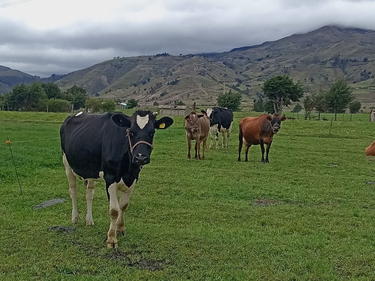 AgrocalidadZ3's tweet photo. #Cotopaxi | Con el objetivo de obtener la certificación como predio libres de Brucelosis y Tuberculosis Bovina, realizamos inspección técnica en hatos ganaderos de las parroquias Toacaso y La Matriz. 
Juntos mantenemos el estatus zoosanitario de la provincia #PrevenciónSanitaria https://t.co/jOwXG0qXmm