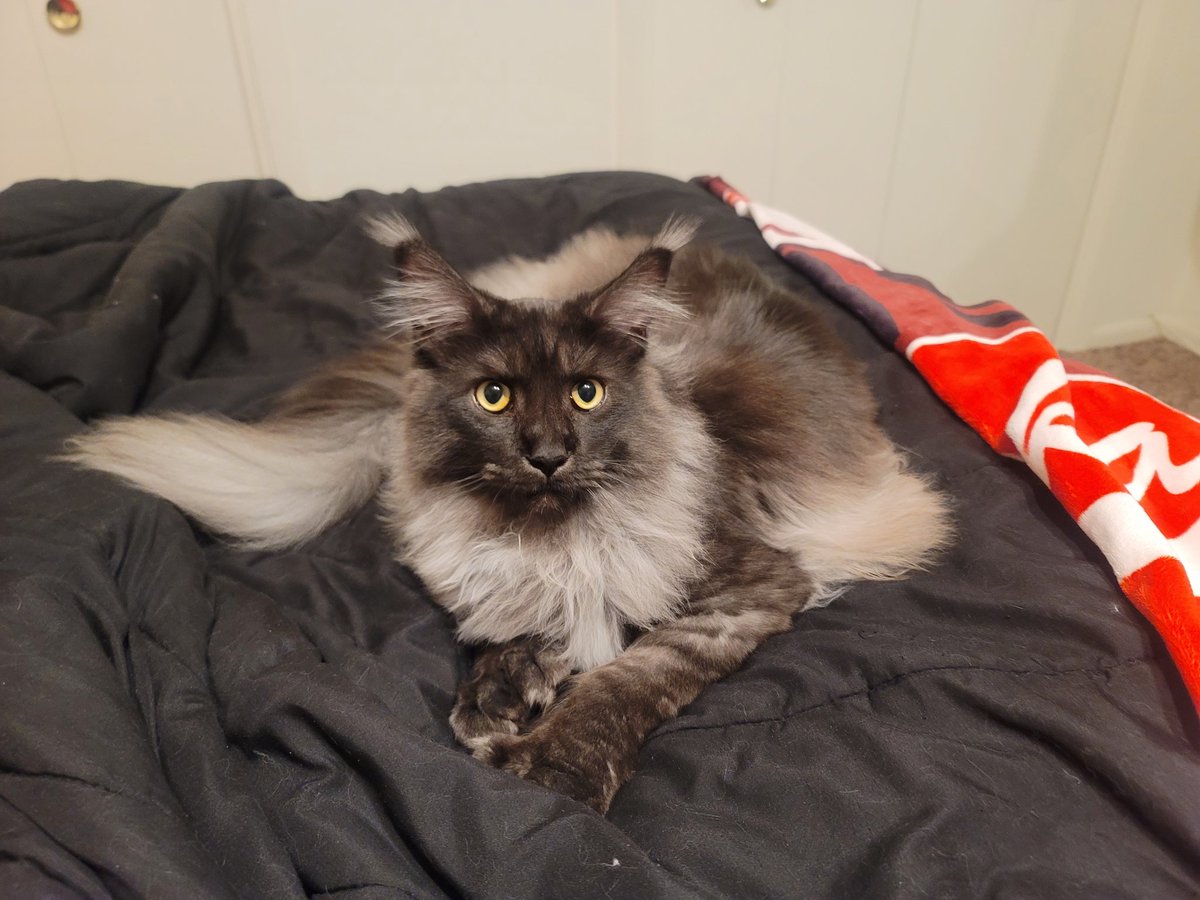 DAMdude85 tweet media