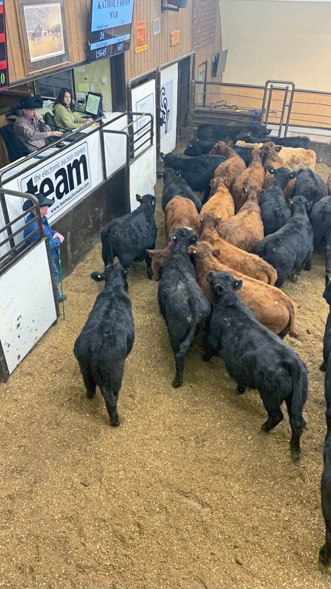 CSYStrathmore's tweet image. Regular Cattle Sale:
Thursday, January 15 - 9:00 AM
600 Calves, Yearlings &amp;amp; Cows
and Receiving, call one of our Field Representatives!

Upcoming Bred Heifer Sale:
Thursday, January 22nd at 1:00pm
Fox Cattle Co. - 250 Bred Heifers