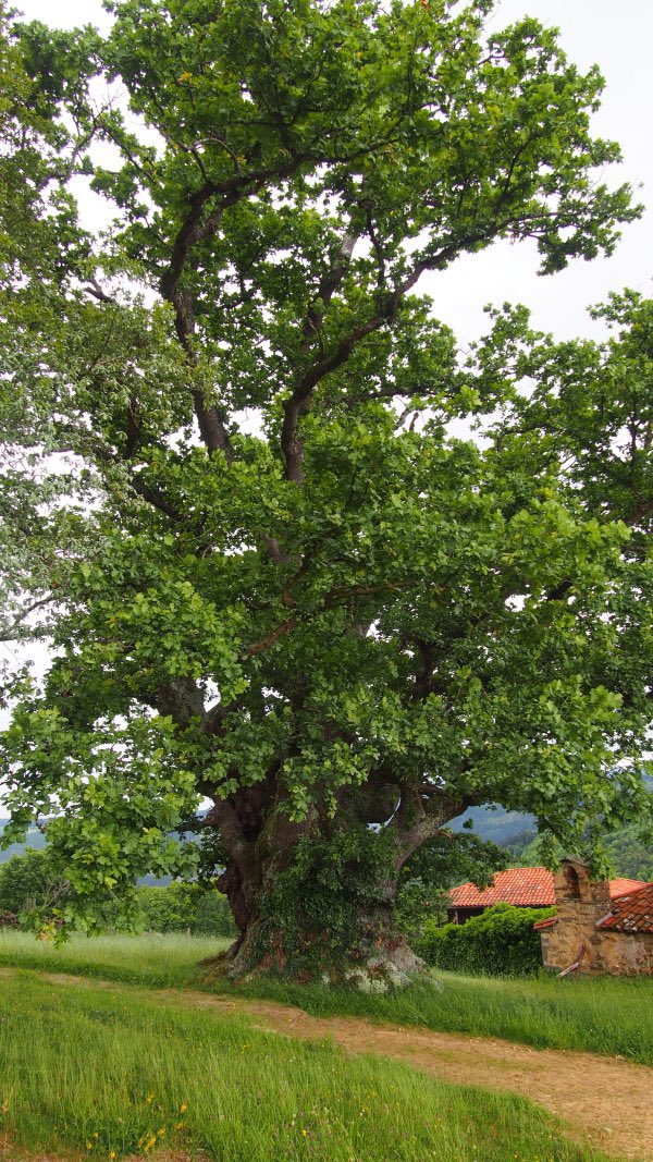 TheKentAcorn's tweet image. Carbayón de Valentín - Sobrado, Spain

At least 600 years old

Photo: Han van Meegeren