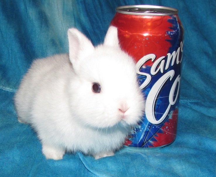 Bunnies tweet media