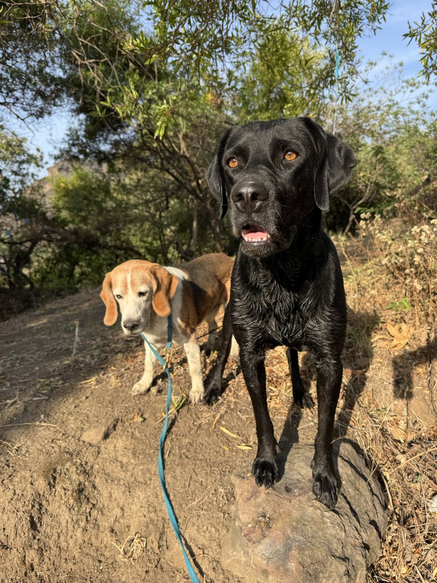 Franiestein's tweet photo. Hola @LaYadix estos son mis bebés Dunkel (Weimaraner) Panchito (labrador) y Wevil (beagle) solo para dormir le ponemos su suéter a Wevil porque ya es un viejito friolento #YadiraEnConvoy https://t.co/zZwKzeNUr7