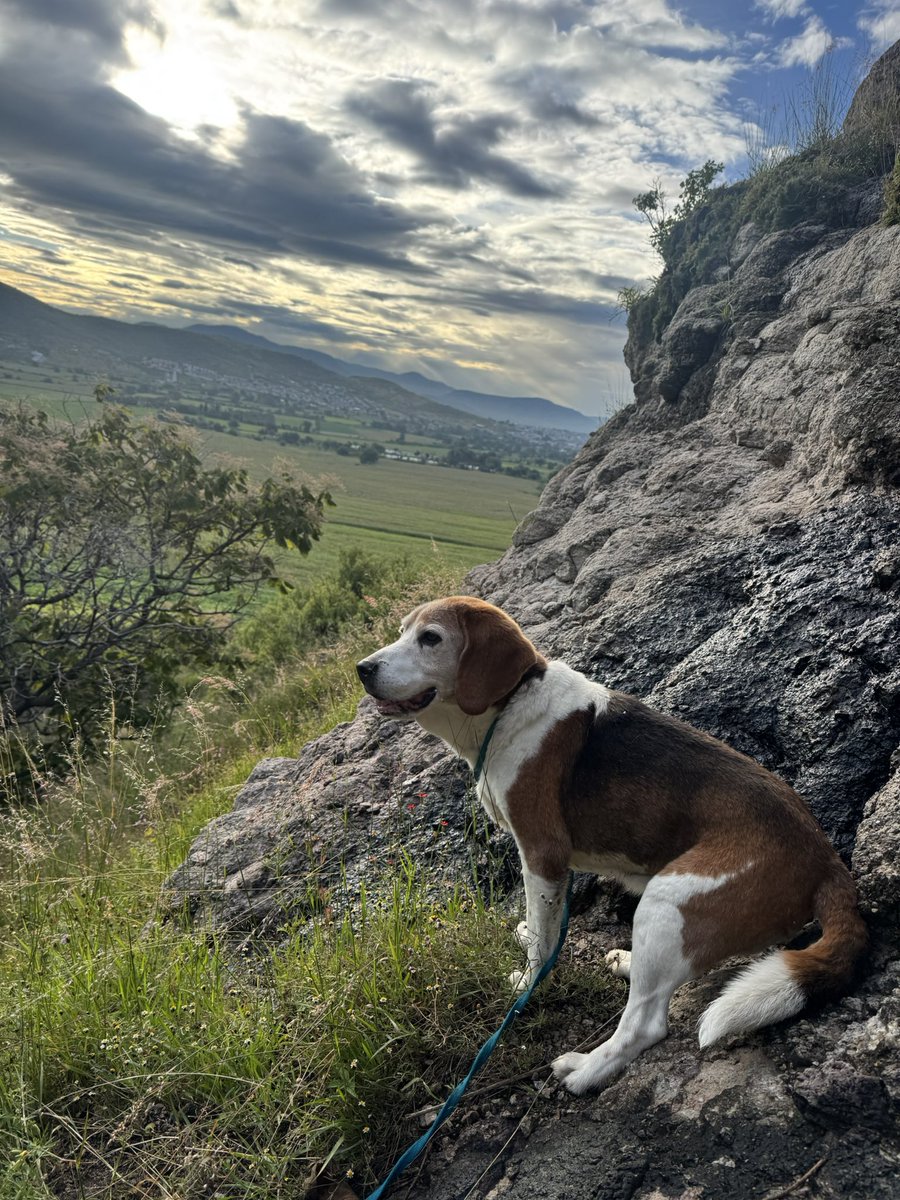 Franiestein's tweet photo. Hola @LaYadix estos son mis bebés Dunkel (Weimaraner) Panchito (labrador) y Wevil (beagle) solo para dormir le ponemos su suéter a Wevil porque ya es un viejito friolento #YadiraEnConvoy https://t.co/zZwKzeNUr7
