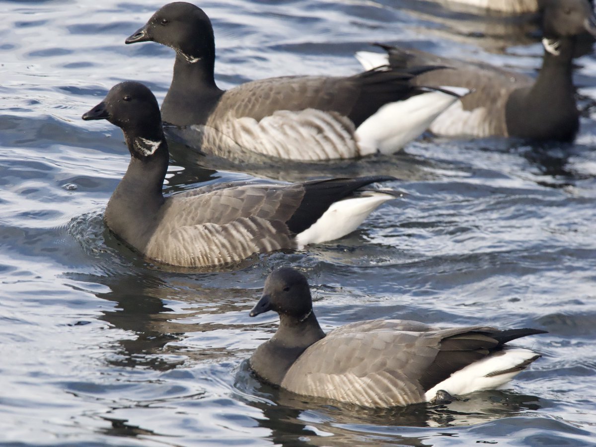 SteveOnHilbre's tweet photo. Lovely to see the brent goose flock on #WestKirby Marine Lake increasing to 26 birds today including a pair of adult #DarkbelliedBrentGeese #WKML #Winter #Wirralbirding https://t.co/tG6OGoxRXt