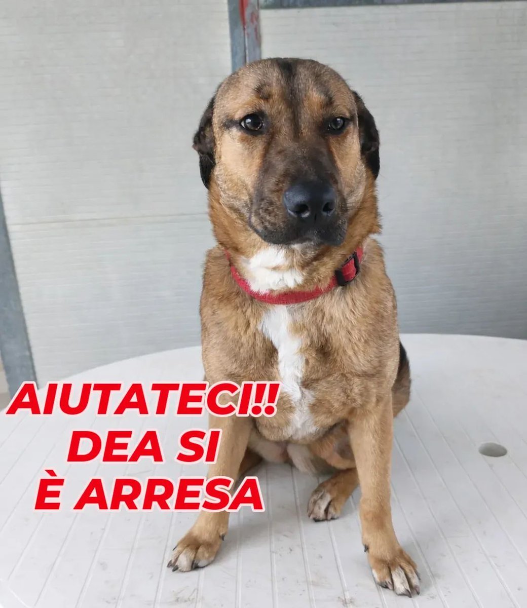 DEA È ANCORA UNA CUCCIOLA, HA SOLO 10 MESI. Cerchiamo adozione come figlia unica, 

CONTATTI: 338 326 1206
 350 965 8548

.