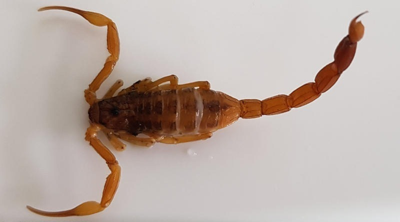 Hechos y Derecho tweet media