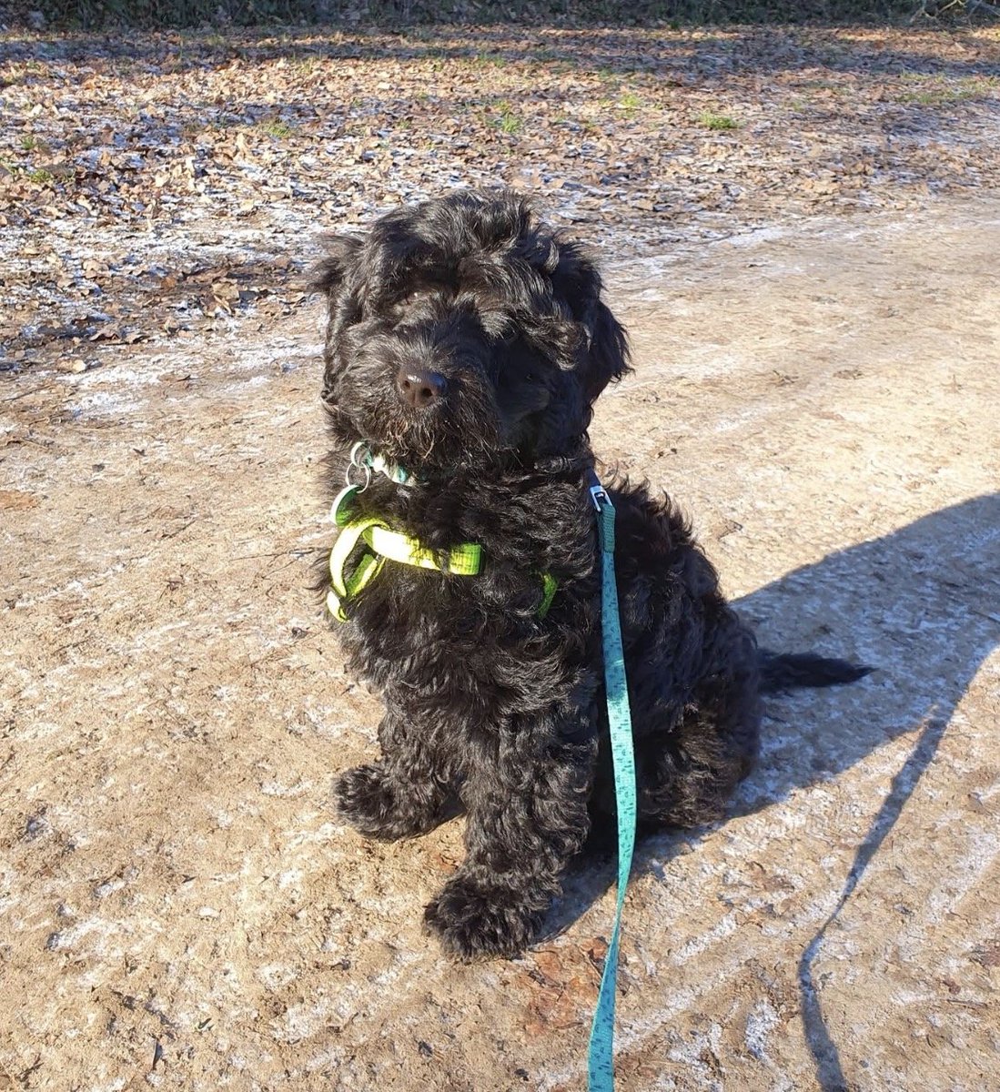 millypod1's tweet photo. 🆘13 JAN 2026 #Lost Murphy #ScanMe
YOUNG Black sproodle Male #PUPPY
Field between Bohunt School & #A264
#Horsham #Surrey #RH12
https://t.co/RGKWRdefw8 https://t.co/a1nJCOuVOq