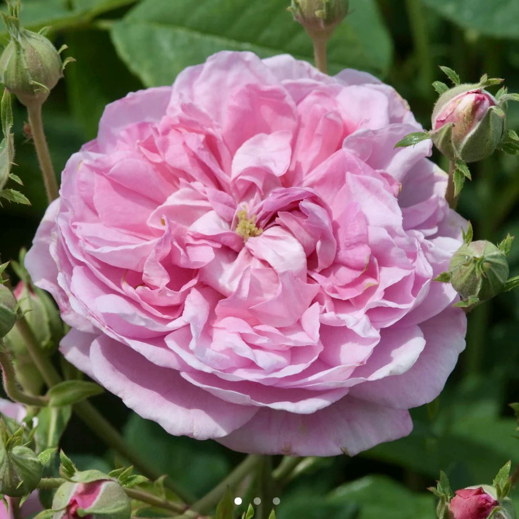 Rose d'Ispahan

Persia