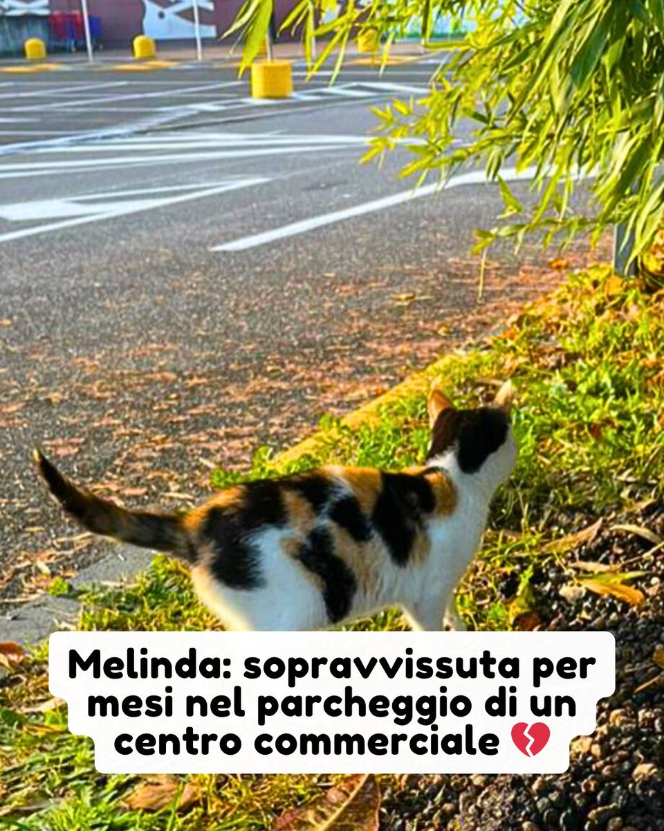 Frosinone 392 5803137

Melinda è stata recuperata nel parcheggio di un centro commerciale dove non sappiamo come sia riuscita a sopravvivere e a non essere investita o sbranata dai cani. 

#gatto #micio #gattorandagio #abbandono #gattosfortunato