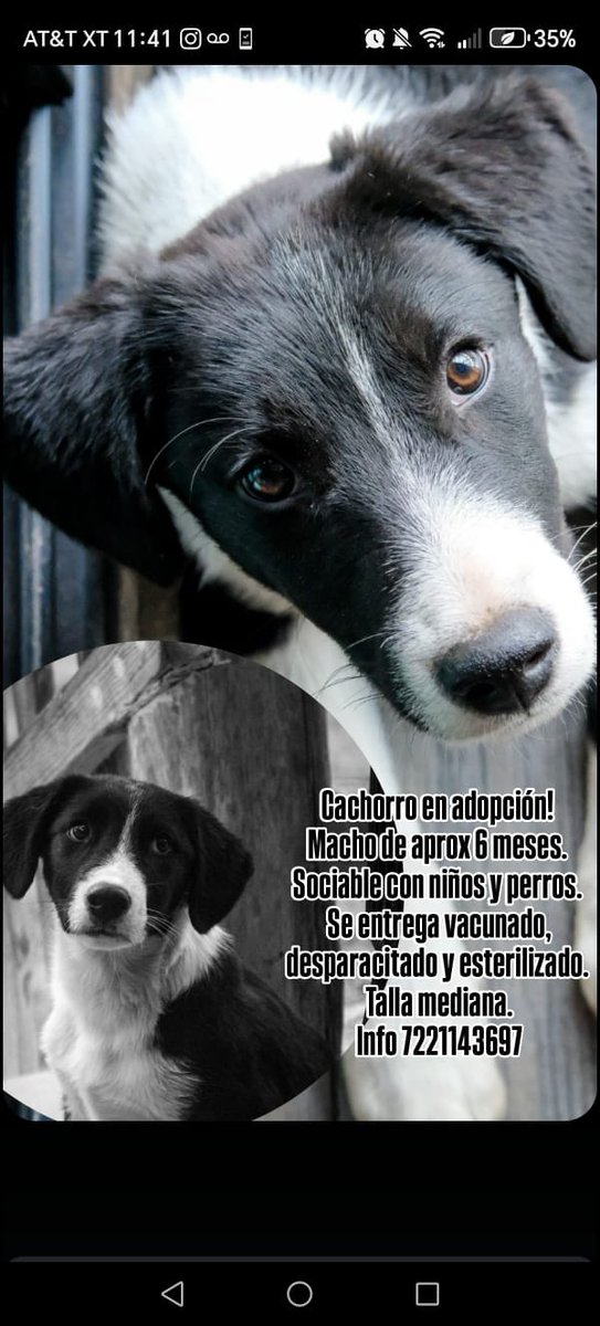 ferregar's tweet photo. Cachorro en adopción responsable. Toluca edo de mex y zonas aledañas. Se entrega con protocolo completo y se aplican filtros.  @AyudAdopta @H_Limoneros @AdoptaMx @HASF_AnaSDiaz https://t.co/FczJMGjsum