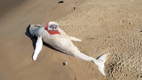 Brypto Bruh 🛞🆙✈️ tweet media