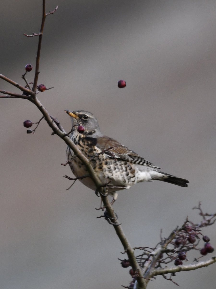 Grumpysnapper's tweet photo. Fieldfares this afternoon in millington dale ⁦@Natures_Voice⁩ ⁦@Britnatureguide⁩ https://t.co/CEp7kOJ0PX