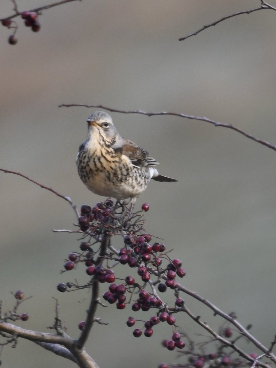 Grumpysnapper's tweet photo. Fieldfares this afternoon in millington dale ⁦@Natures_Voice⁩ ⁦@Britnatureguide⁩ https://t.co/CEp7kOJ0PX