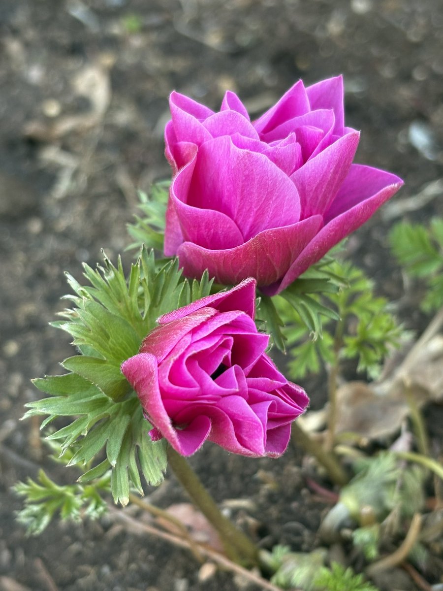 murasaki_hana_'s tweet image. おはようございます😊🌿
春の予感がする
アネモネ
根を張って
逆風も味方に
色鮮やかに
儚き命も
燃え上がる情熱で
いつまでも君を愛す
期待を抱き
喜びを分け合い
放棄など知らぬ
永遠の想いは
絶えることはなくて🙃🌿
皆様が今日も笑顔たくさんの
素敵な一日になりますように
#Anemone #Windflower