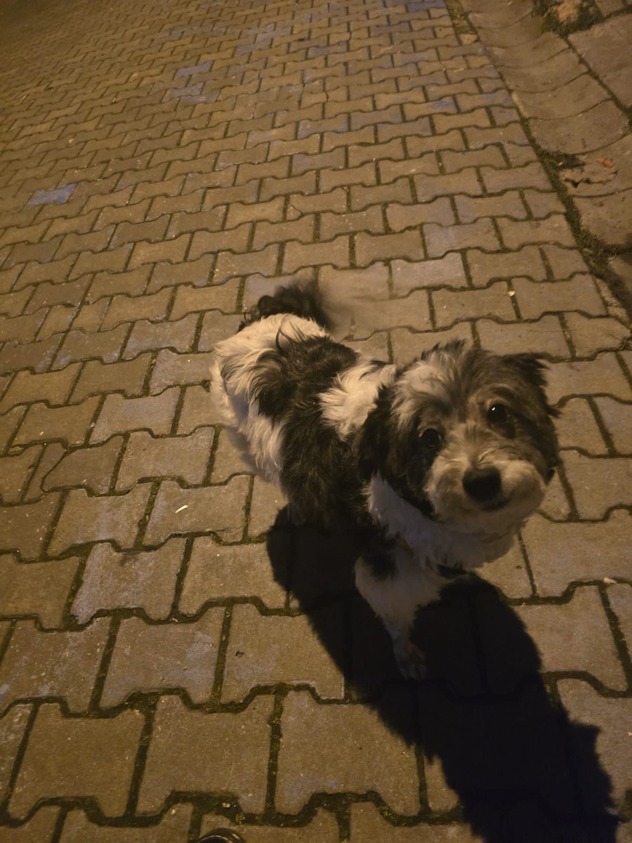 elifkedisii's tweet photo. 🚨 ÇOK ACİL YUVA ARANIYOR 🚨
Lüleburgaz sokakta bulundu.
Sadece bu gece için korumaya alındı.
Yarın gidecek hiçbir yeri yok.
Geçici ya da kalıcı yuva çok çok acil.

📩 Lütfen acil DM / paylaşım rica ediyorum. https://t.co/SgkWcFcbVX