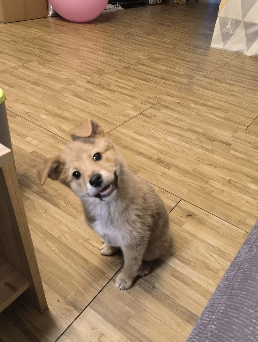 twaniimals's tweet image. 