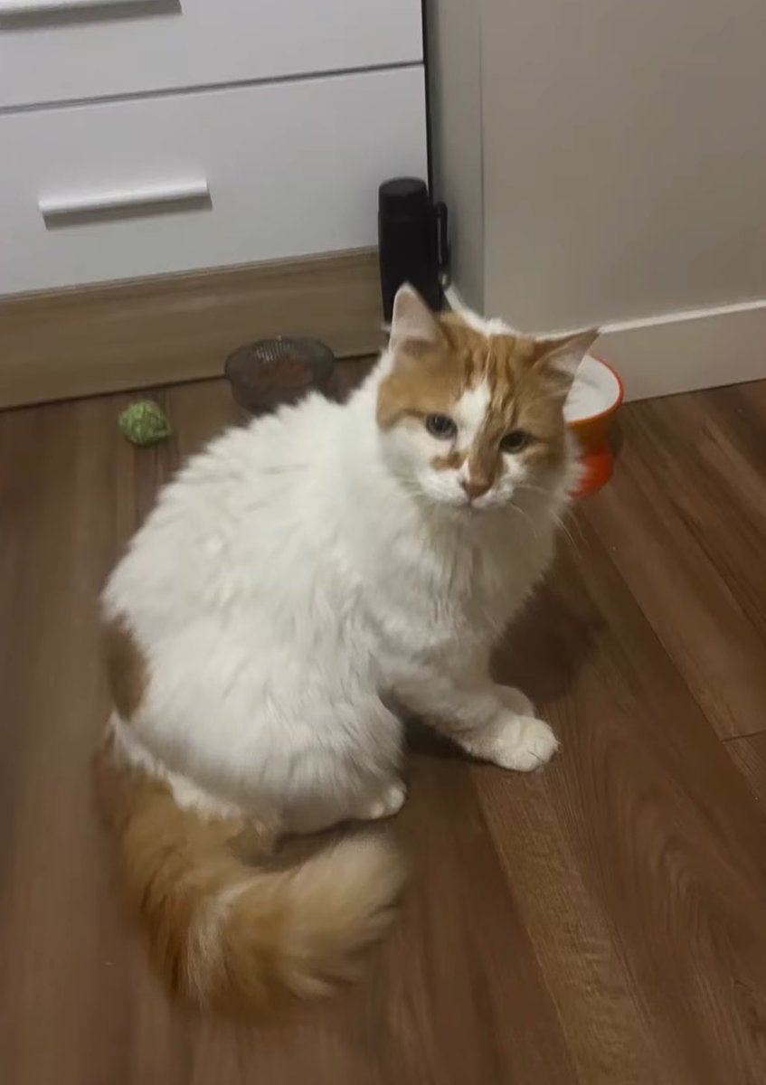 6 yaşındaki bu kediyi 4 yıl önce sokağa atıp gitmişler, eski evinin olduğu sokaktan hiç ayrılmıyormuş fakat sokakta sürekli hasta oluyormuş. en son orta kulak iltihabı olmuş ve kalıcı hasar oluşmuş maalesef koşamıyor, sokakta kendini koruyamaz. İstanbul içi öncelikli yuva arıyor