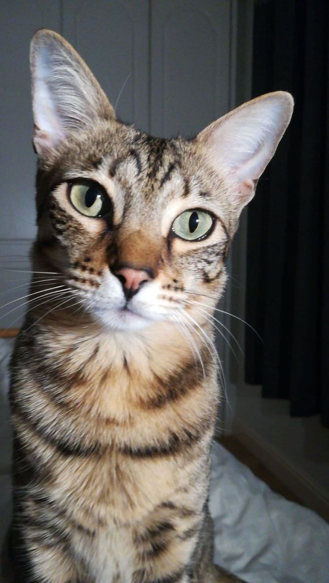 1dmmartin's tweet image. Что делать, если кот стал хуже видеть? eyevet.ru/kot-stal-khuzh… #зрениекота #котщурится #слезитсяглазукота