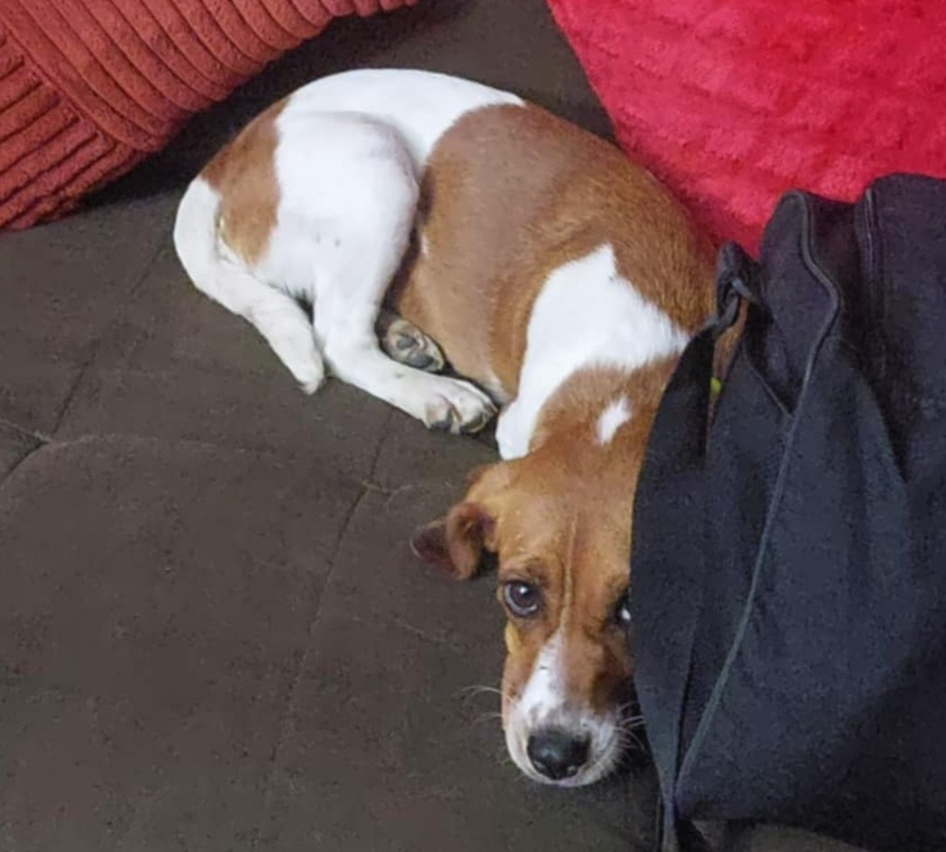 Esta pequeñita llegó a un condominio y una linda persona la está resguardando mientras le busca un hogar. La perrita está sanita y fue esterilizada. Es jovencita y de tamaño pequeño. Si deseas adoptarla, comunícate al +56950124089. Favor RT!
#Talca