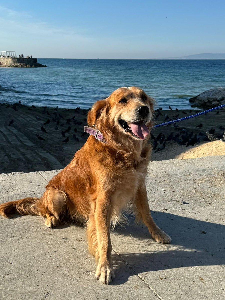 1 yıl önce yuvalandırdığım Paşa bebek sahibi olunduğu için terkediliyor…
4 yaşında ,tuvalet eğitimi tam,
Evde tek kalıyor,
Havlama agresyon sıfır,
Tüm canlılarla arası mükemmel .
Bursa ve çevre iller yuva🙏
<a href="/Badiko_/">Badiko</a> 
<a href="/cansin811/">Boris Cansin</a>