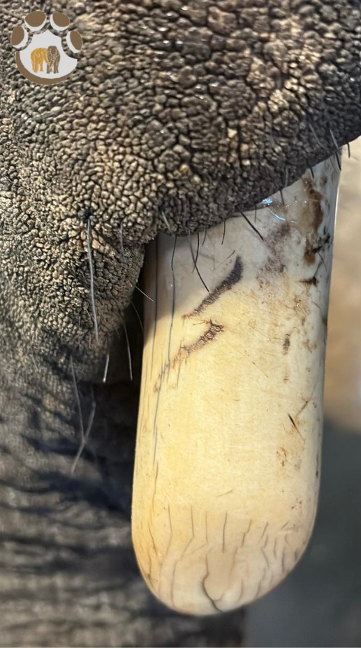 Elephant Haven tweet media