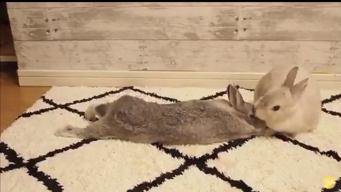 CommentaryNope's tweet image. "Love me!!!"

"Nah, I don't feel like moving"

"Well me either! Fine...hnnnnnnnnnngh" 

-maximum bunny elasticity achieved, with a little butt to spare-

Smooch*