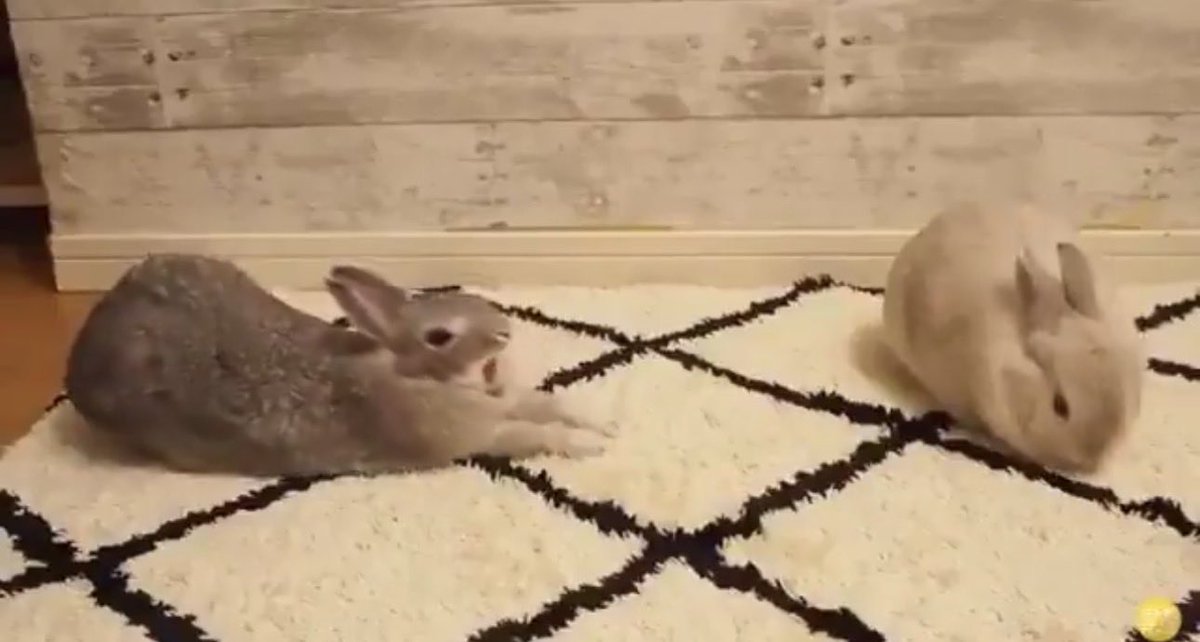 CommentaryNope's tweet image. "Love me!!!"

"Nah, I don't feel like moving"

"Well me either! Fine...hnnnnnnnnnngh" 

-maximum bunny elasticity achieved, with a little butt to spare-

Smooch*