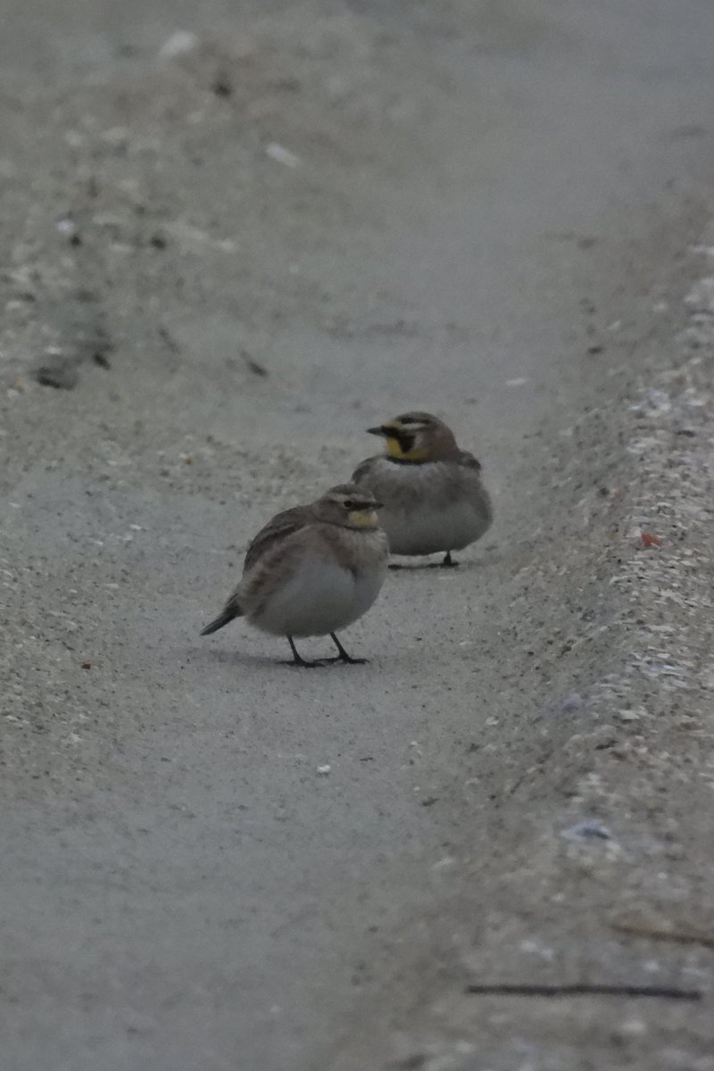 Larry Gaugler tweet media