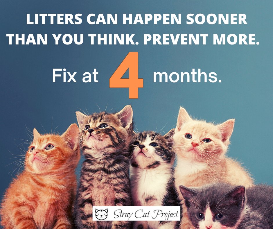 📚 𝐎𝐮𝐫 𝐁𝐀𝐂𝐊 𝐓𝐎 𝐁𝐀𝐒𝐈𝐂𝐒 𝐒𝐄𝐑𝐈𝐄𝐒: "𝐅𝐢𝐱 𝐚𝐭 𝟒"
Aim to spay/neuter at or by 4 months of age.  Kittens reach sexual maturity at four months of age. Wait any longer and your kitten may have kittens -- and that's NOT a good thing.