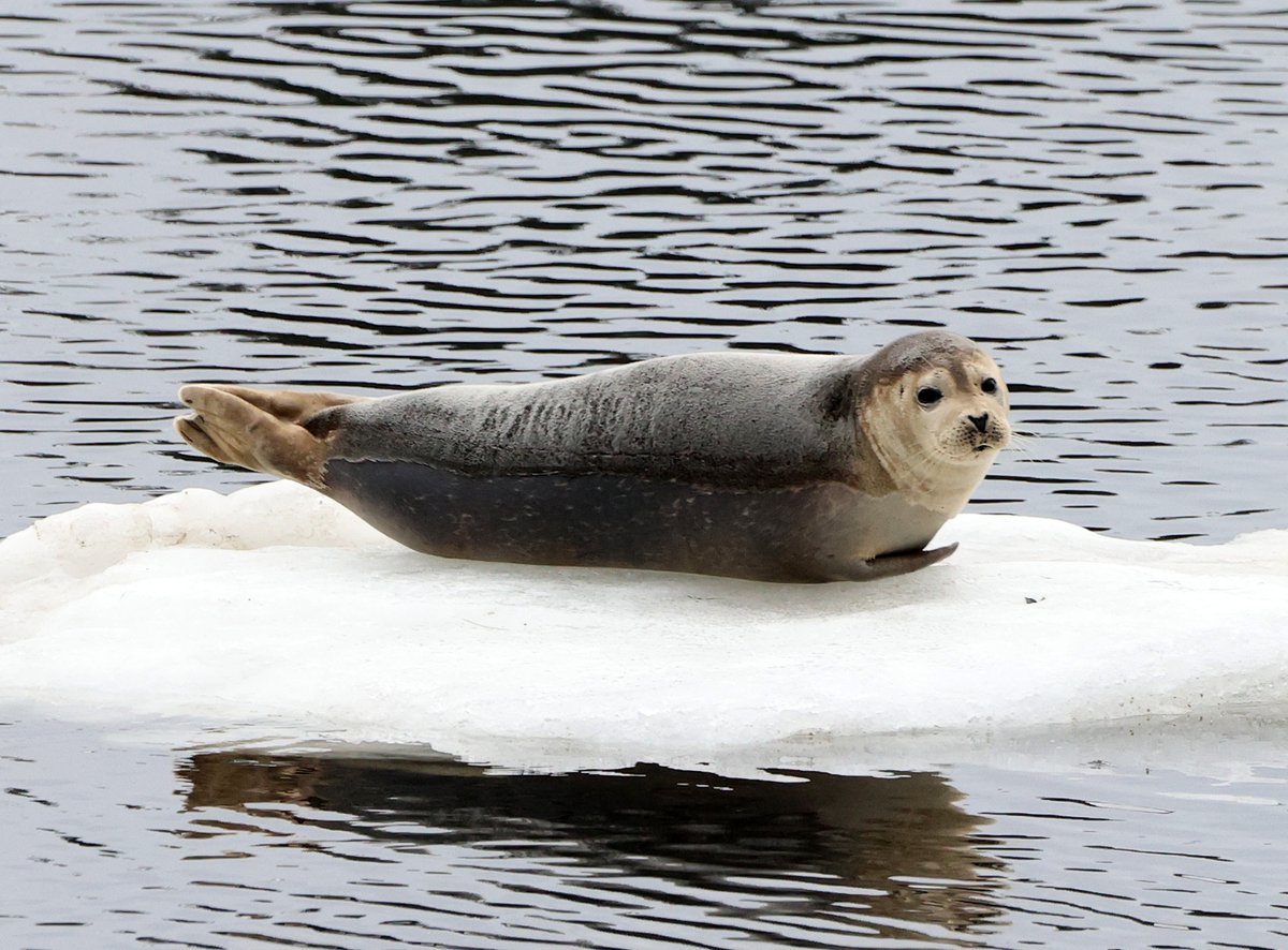 A harbor seal floated by this afternoon in the Amesbury section of the Merrimack River.
<a href="/AmesburyMayor/">Mayor Kassandra Gove</a>