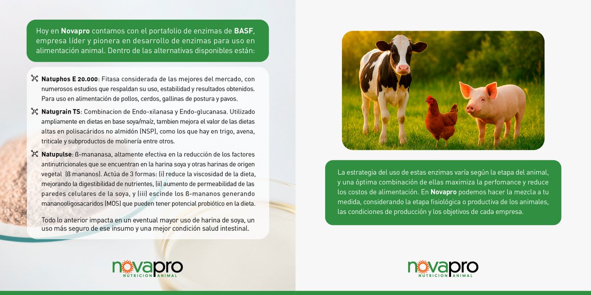 ChileNovapro's tweet photo. 👉Uso de enzimas exógenas en nutrición animal: su aplicación depende de la etapa del animal, y una buena combinación mejora el rendimiento y reduce costos.#NutriciónAnimal #ProducciónAnimal #EnzimasExógenas https://t.co/jaG7MsV2TJ