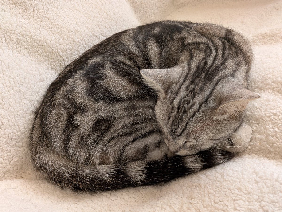 今朝もフォルムがかわいい

#猫 #アメショー
#猫のいる暮らし #猫のいる幸せ