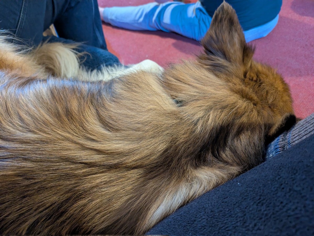 CamasTheCollie's tweet photo. Snuggles. Until I get too hot and relocate to the floor behind the sofa. Fiona has to make the most of it whilst she can. ๐พ๐พ๐
#BorderCollie
#Sleepy
#Snuggling
#WontLookWednesday https://t.co/tAf88IomI1