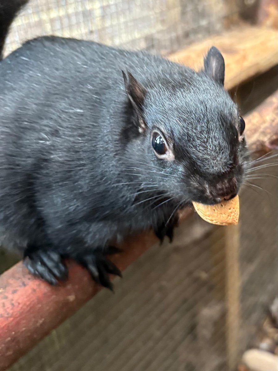 We are running low on almonds in shell.  If anyone can help Midnight and the rest of the gang would very much appreciate it 🐿🖤🐿🩶🐿🤍🐿. 
Thank you so much 
amazon.co.uk/hz/wishlist/ls…