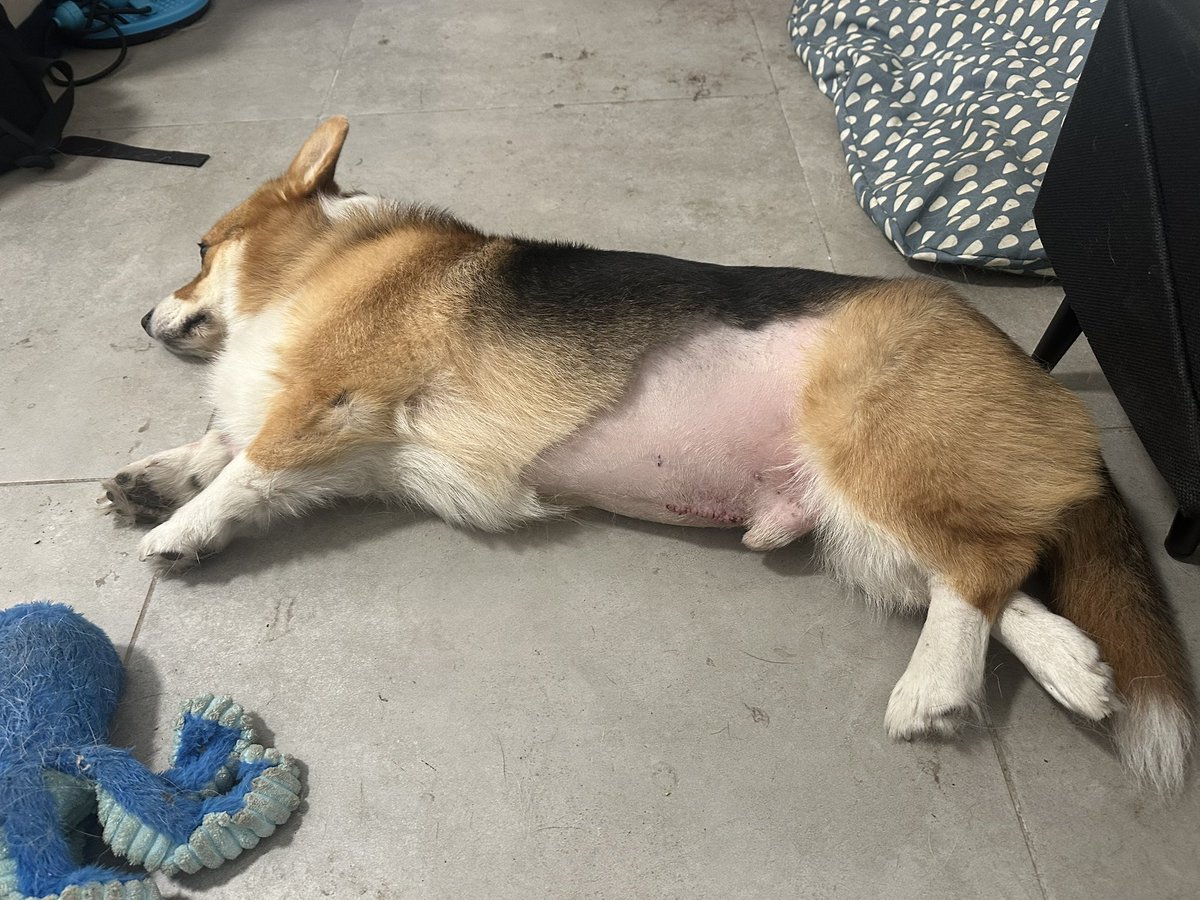 alonaobrant's tweet image. Оно вот кстати не было пятнистым, пока раз в месяц не начали брить! Вот так было в августе. Я ещё шутила, что может надо спф наносить, всё-таки солнце в Израиле злое )