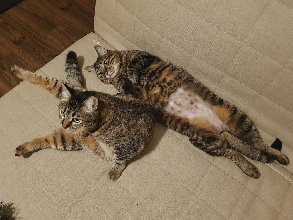 _KYCb_'s tweet image. вот пожалуйста бритые пузики 😁