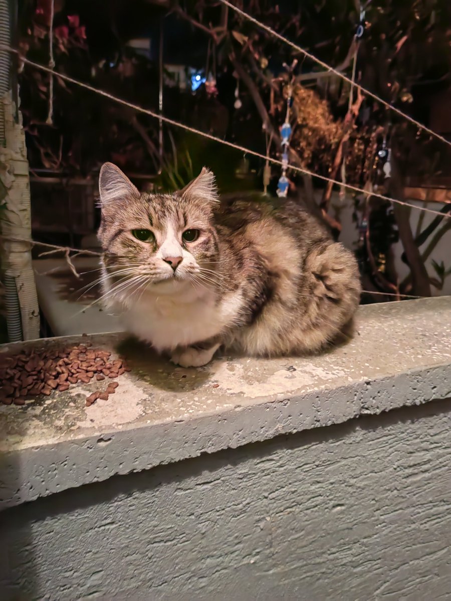 Peri kızı Boncuğu bir kişi bile sormadı. Bazen eve girmek istiyor alıyorum, peteğin yanına oturuyor ne evi gezmek istiyor ne evdeki mamayı yiyor. Seçici değil karnını doyurmak, biraz ısınmak ve çok sevilmek istiyor bu kız sadece. İnanın duygu sömürüsü yapmıyorum olanı anlatıyorum