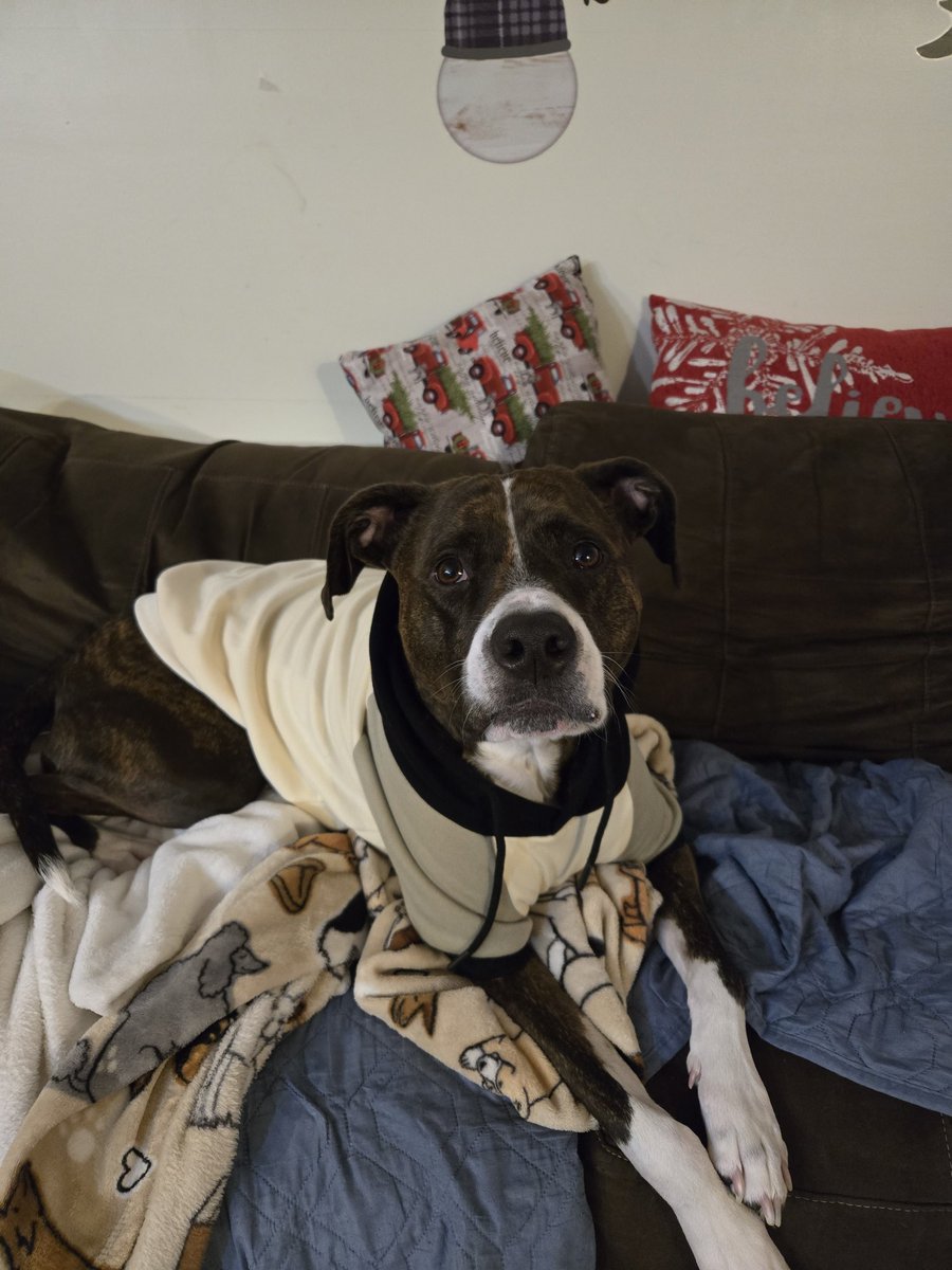 Only today and tomorrow to vote my boy into the second round. Please click the link and vote! #vote #americasfavoritepet americasfavpet.com/2026/kobe-fcf2