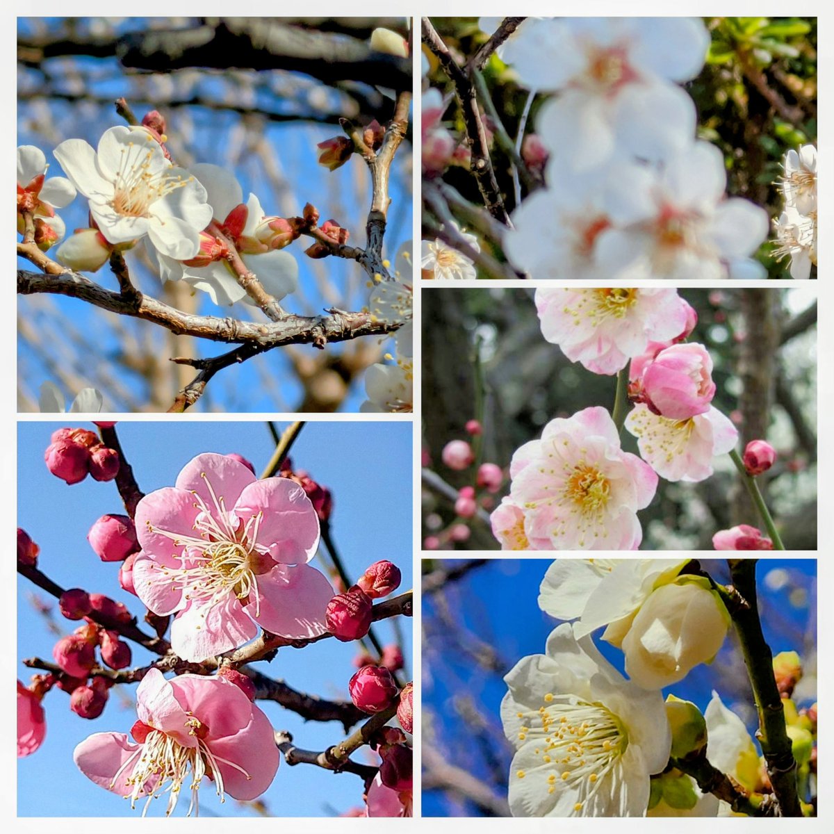 🍒✨のん✨🍒のんちゃん❤︎ポスト📮見てね🍀 (@auUuF4SrC9SuGMY