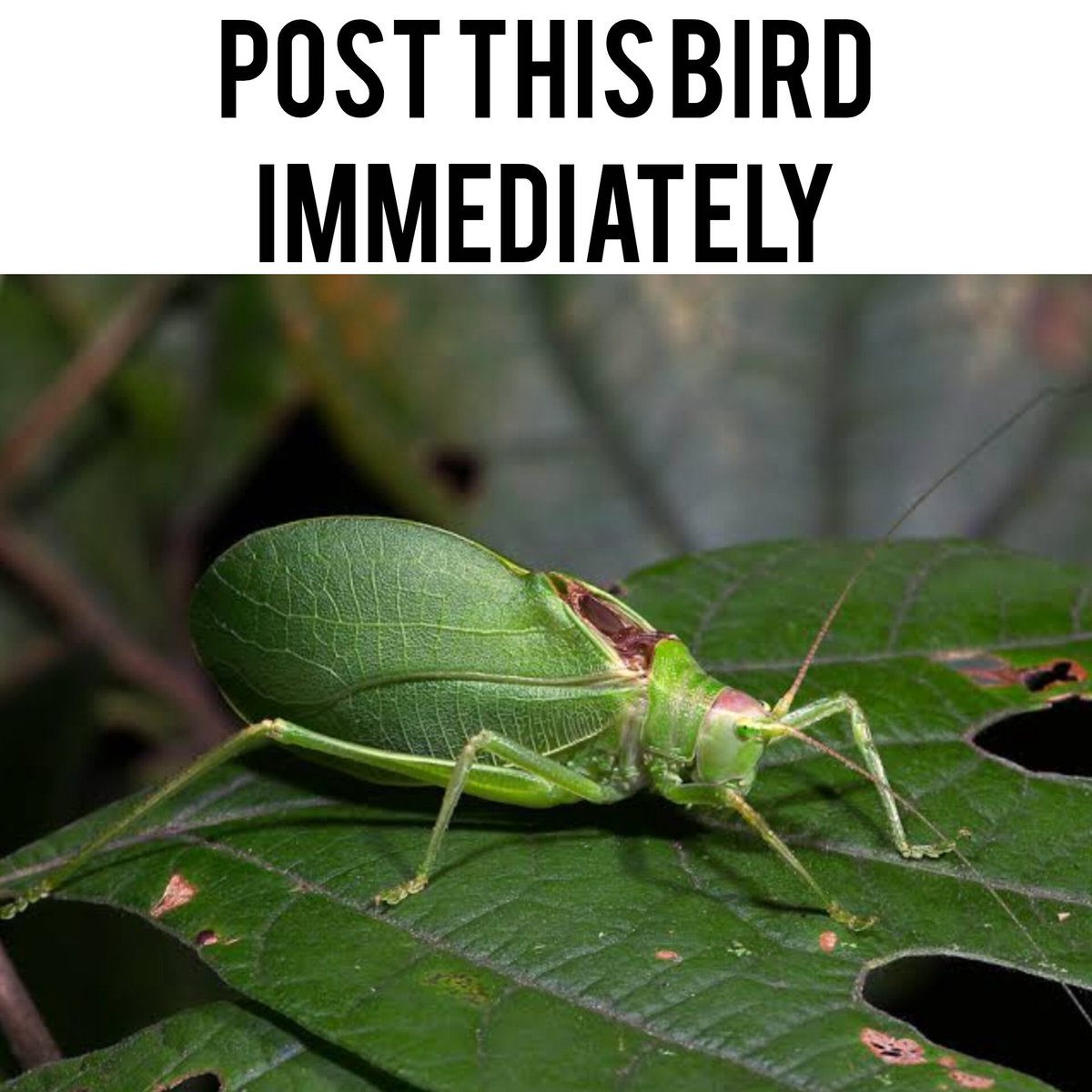 katydidposting 𓆧 tweet media