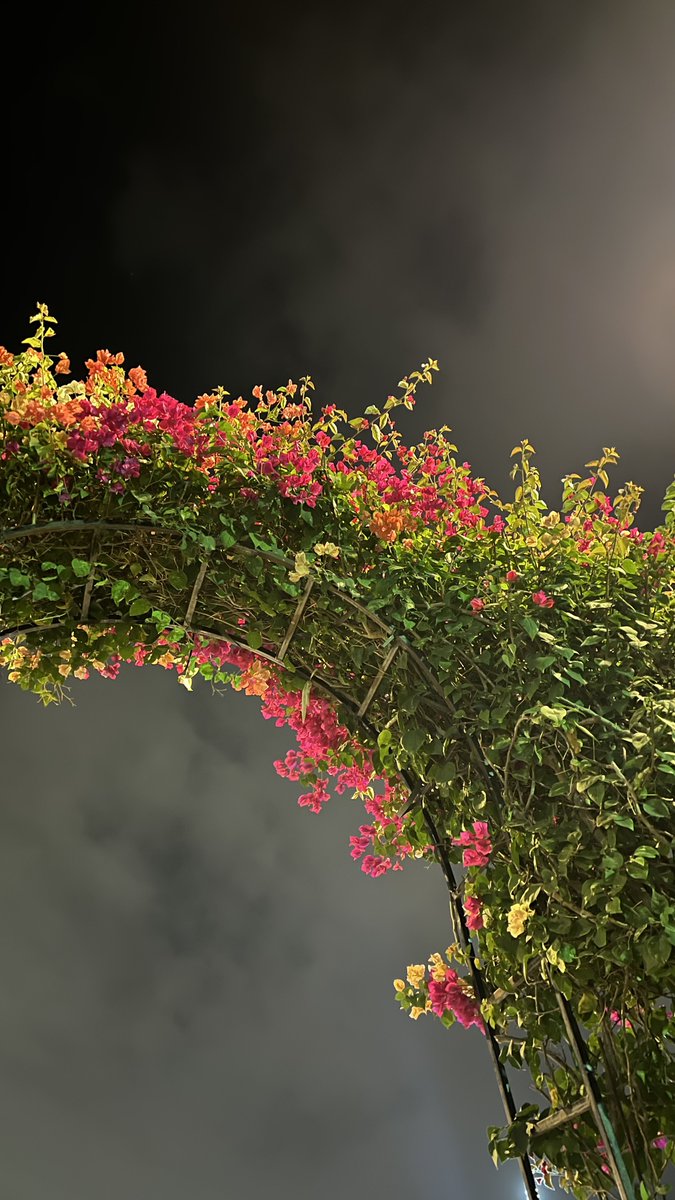 Anodgui's tweet image. 